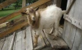 Tourist farm Pri Lazarju – Overnight stay with half board in the countryside near Ljubljana