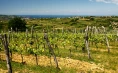 Rodica wine cellar - Tasting of 6 types of wine or 5 bottles