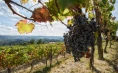 Rodica wine cellar - Tasting of 6 types of wine or 5 bottles