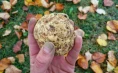 Karlić Tartufi – presentation, education and truffle hunting for 4 people