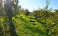 Karlić Tartufi – presentation, education and truffle hunting for 4 people