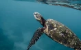 Half-day diving trip in Split