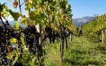 Vina Poljšak – Verkostung von 4 Weinsorten mit einem Teller Schinken und Käse für 4 Personen