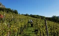 Vina Poljšak – Verkostung von 4 Weinsorten mit einem Teller Schinken und Käse für 4 Personen