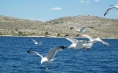 Entdecken Sie den Charm und die Schönheiten der kroatischen Küste