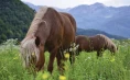 Mrcina Ranch - anderthalb Stunden Reiten