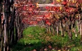 Kmetija Sanabor - Degustacija vin na krasu za dve osebi