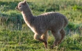 Spending time with Alpacas for eight people on Tourist Farm Mali raj