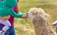 Spending time with Alpacas for eight people on Tourist Farm Mali raj