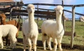 Spending time with Alpacas for eight people on Tourist Farm Mali raj