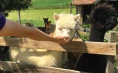 Spending time with Alpacas for eight people on Tourist Farm Mali raj