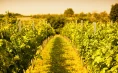Baranjske specialitete z degustacijo 5 vrst vin v Vinariji Josić