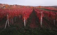 Vinska klet Tavčar - Teranova degustacija in domača pojedina za 4 osebe