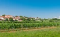 Vinska klet Tavčar - Teranova degustacija in domača pojedina za 4 osebe