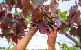 Vinska klet Tavčar - Teranova degustacija in domača pojedina za 4 osebe