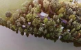 Forest resort – Bed and breakfast in a gabled house for 2 people