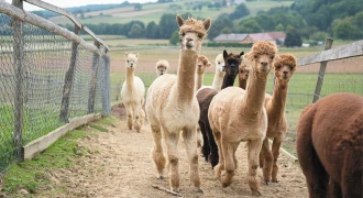 Familiarizzare con gli Alpaca per otto persone nella fattoria del Mali Raj