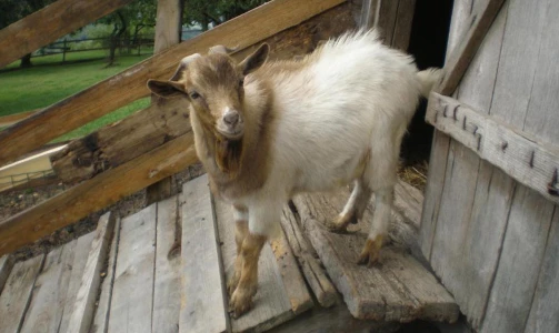 Tourist farm Pri Lazarju – Overnight stay with half board in the countryside near Ljubljana