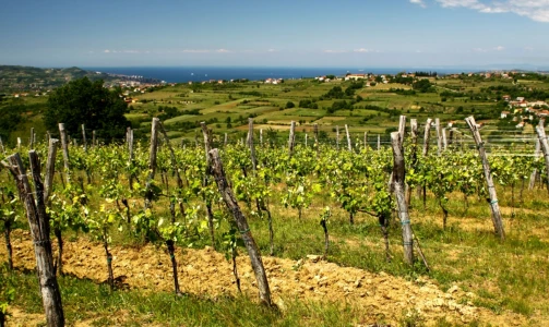 Rodica wine cellar - Tasting of 6 types of wine or 5 bottles