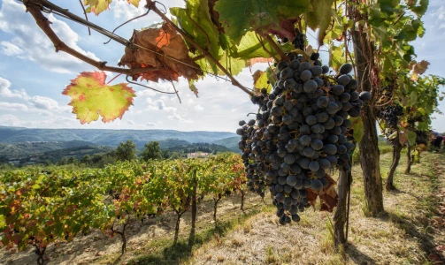 Rodica wine cellar - Tasting of 6 types of wine or 5 bottles