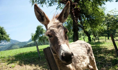 Glamping Savinja - Nočitev v hiški za 3 osebe