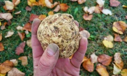 Karlić Tartufi – presentation, education and truffle hunting for 4 people