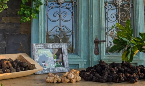 Karlić Tartufi – presentation, education and truffle hunting for 4 people