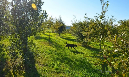 Karlić Tartufi – presentation, education and truffle hunting for 4 people