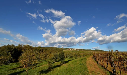 Karlić Tartufi – presentation, education and truffle hunting for 4 people