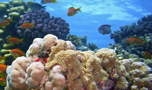 Half-day diving trip in Split