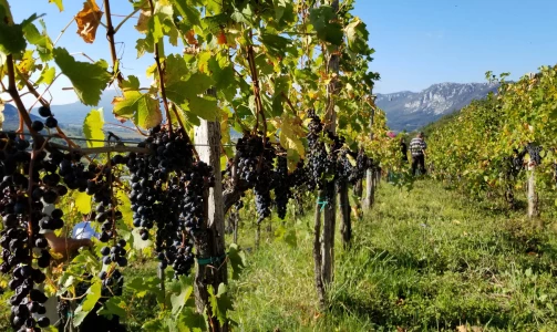 Vina Poljšak – Verkostung von 4 Weinsorten mit einem Teller Schinken und Käse für 4 Personen