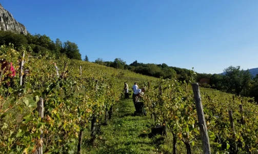 Vina Poljšak – Verkostung von 4 Weinsorten mit einem Teller Schinken und Käse für 4 Personen
