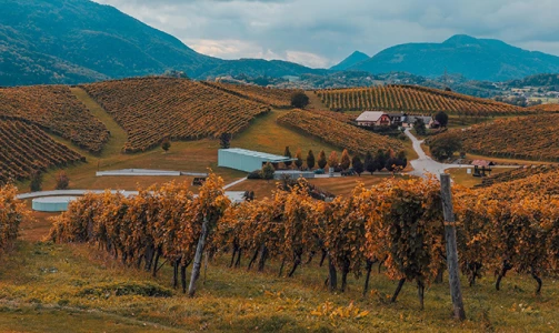 Wine tasting in the Zlati Grič wine cellar