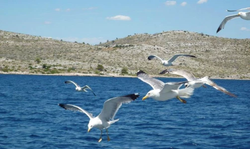Entdecken Sie den Charm und die Schönheiten der kroatischen Küste
