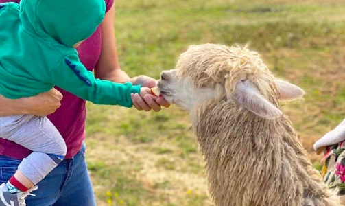 Spending time with Alpacas for eight people on Tourist Farm Mali raj