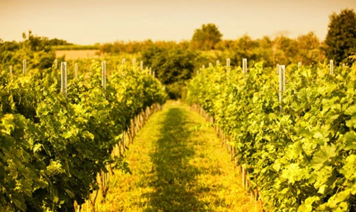 Baranjske specialitete z degustacijo 5 vrst vin v Vinariji Josić