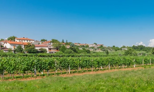 Vinska klet Tavčar - Teranova degustacija in domača pojedina za 4 osebe