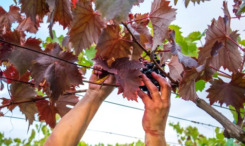 Vinska klet Tavčar - Teranova degustacija in domača pojedina za 4 osebe